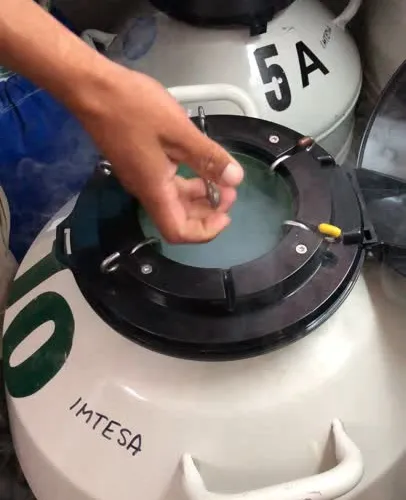 PENSIONADO Y CONGELADO DE SEMEN DE TOROS DE TERCEROS